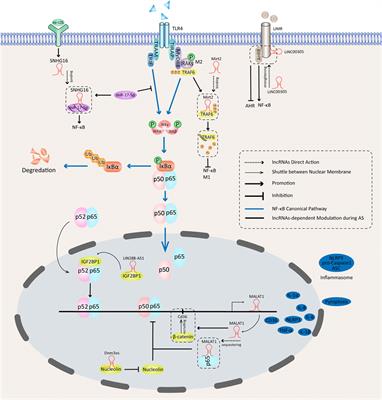 Functioning of Long Noncoding RNAs Expressed in Macrophage in the Development of Atherosclerosis